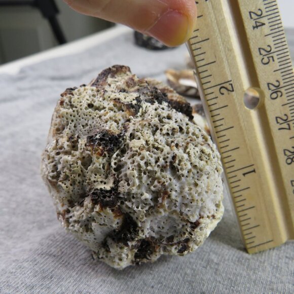 Black & White and Patterned REAL Sea Shells variety of sizes and styles - Picture 12 of 16